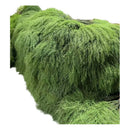 Hierba De Esparragos Artificial Ornamental Realista Planta Verde