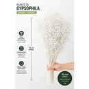 Flores Secas Blancas Aliento De Bebe Ilusiones Gypsophila Blanco