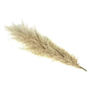 Pack 3 De Pampas Grass Vara Ramas Grande Decoración Beige