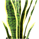 Flores Artificiales Sansevieria Lengua De Suegra Decoración  Verde