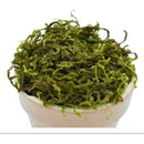 Musgo Artificial Para Manualidades Eco & Deco  100g De Decoración Versátil