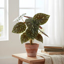 Pack 3 Ramas Surtidas Artificial Decoración Plantas Begonia Surtidas