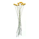 Bolas Doradas Flores Secas Amarillas Eco & Deco Ramo Decorativo 10 Unidades Amarillo