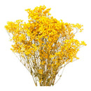 Flores Ramas Secas Naturales Decorativa, Gypsophila Frondosa