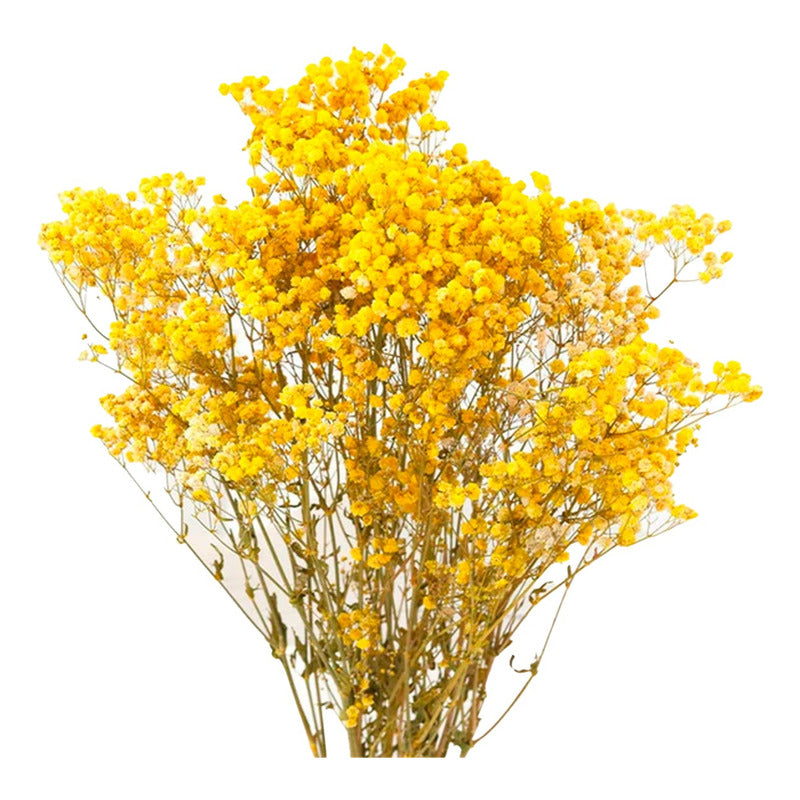 Flores Ramas Secas Naturales Decorativa, Gypsophila Frondosa