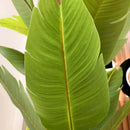 Artificial Banano Árbol Planta Arbusto 21 .0 C M Aspcto Real Verde