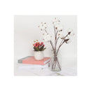 Pack 10 Tallos Algodón Seco Flores Decorativas Cotton Blanco Blanco