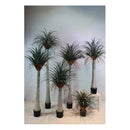 Arbol De Yuca Planta Hornamental Marroqui Alta 2 1. 0 M.t Verde