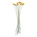 Flores Secas De Craspedia, Bolas De Oro Bolas Doradas Boho Amarillo