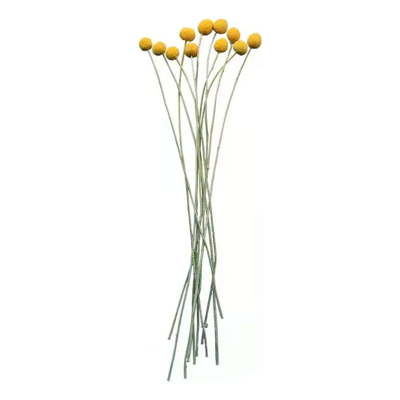 Flores Secas De Craspedia, Bolas De Oro Bolas Doradas Boho