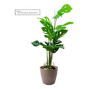 Plantas Artificiales Monstera Decoración Hogar Verde