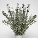 Ramas De Eucalipto Natural Secado Y Preservado Aroma Real
