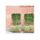 Pack 2 Helechos Fino Colgant Artificial Vara Frondosa Boston Verde