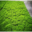 Musgo Artificial 3d Decorativo Verde Premium 1mt X 1mt Ideal Para Jardines Verticales Terrarios Paisajismo Cuadros Vegetales Decoración Interior Manualidades