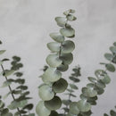 Ramas De Eucalipto Natural Secado Y Preservado Aroma Real