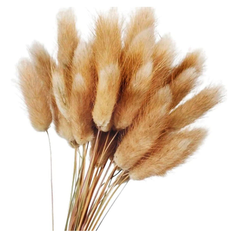 50 Piezas Ramo De Flores Secas Colas De Conejo Pampas