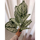 Flores Caladium Artificiales Decoración Planta Artificial Verde