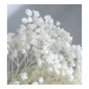 Flores Secas Blancas Aliento De Bebe Ilusiones Gypsophila Blanco