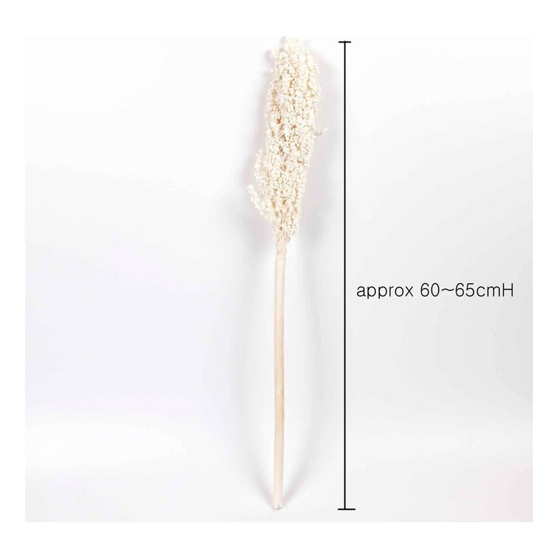 Flor De Sorgo Seca Preservada Decoración Hogar