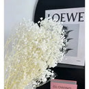 Flores Secas Blancas Aliento De Bebe Ilusiones Gypsophila Blanco