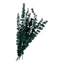 Ramas De Eucalipto Natural Secado Y Preservado Aroma Real