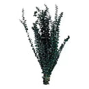 Ramas De Eucalipto Natural Secado Y Preservado Aroma Real