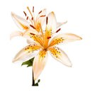 Lirio Rama Vara Artificial Grande  Blanco