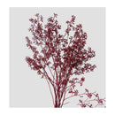 Ramo De Fruta De Eucalipto Seca Flor De Eucalipto Natural