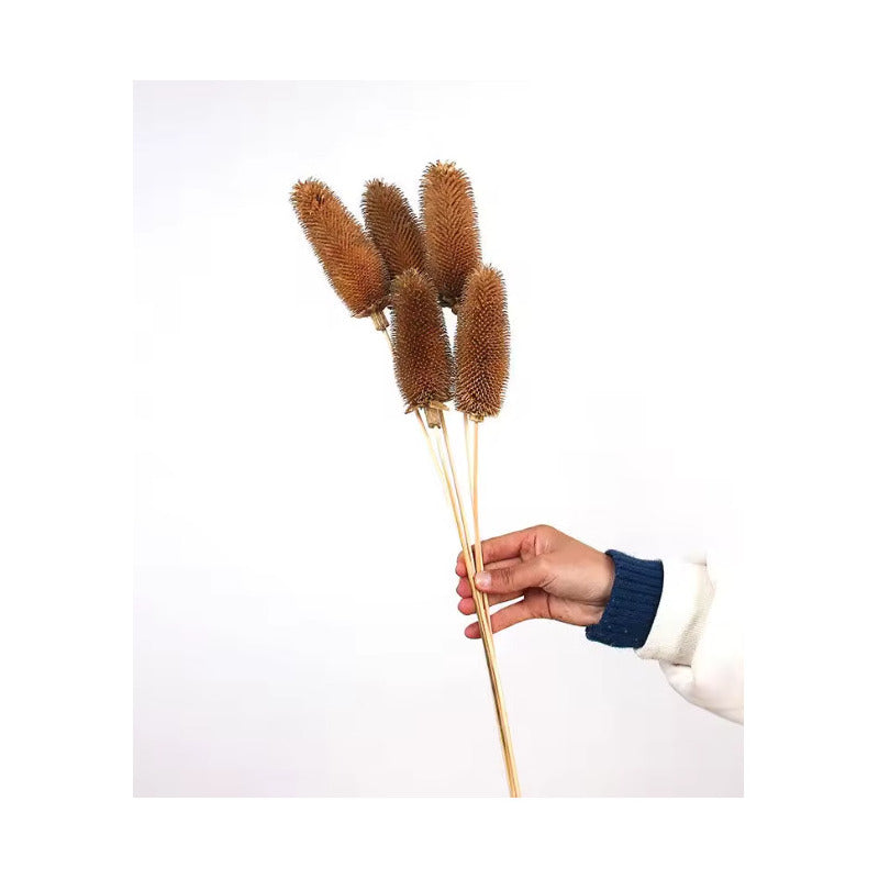 Cepillo De Botella Natural Flor Seca Banksia Dipsacus Boho