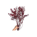 Ramo De Fruta De Eucalipto Seca Flor De Eucalipto Natural