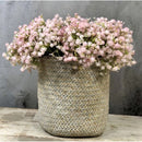 Ilusiones Gypsophila Baby Breath Artificiales Little Bunch