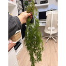 Planta Colgante Artificiales Silvestre Kaong Fruta De Palma Verde