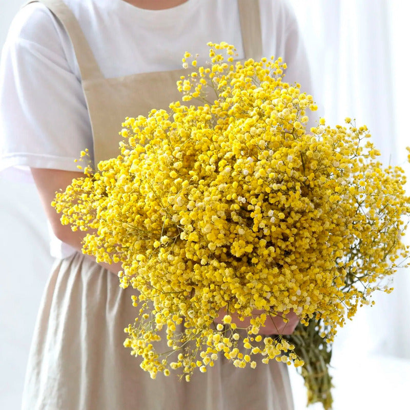 Flores Ramas Secas Naturales Decorativa, Gypsophila Frondosa