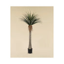 Arbol De Yuca Planta Hornamental Marroqui Alta 2 1. 0 M.t Verde