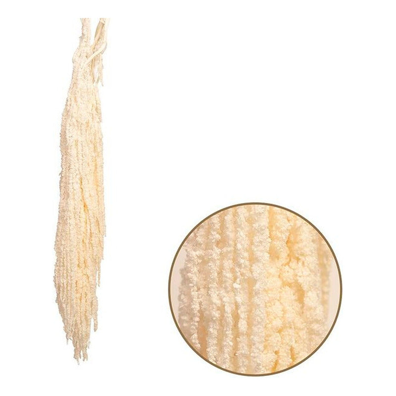 Pack 5 Amarantos Colgante Seco Preservado Natural Colores