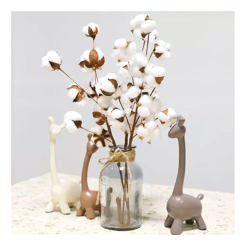 Tallos De Algodón Seco Flores Decorativas Cotton Blanco