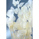 Lunaria Flores Secas Naturales Lunaria Flores Interior Blanco