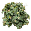 Vara De Eucalipto Hojas Eucalipto Artificial Decoración Ecod Verde