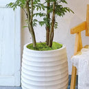 Musgo Preservado De Eco & Deco, Natural Y Decorativo Para Terrarios