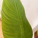 Artificial Banano Árbol Planta Arbusto 21 .0 C M Aspcto Real Verde