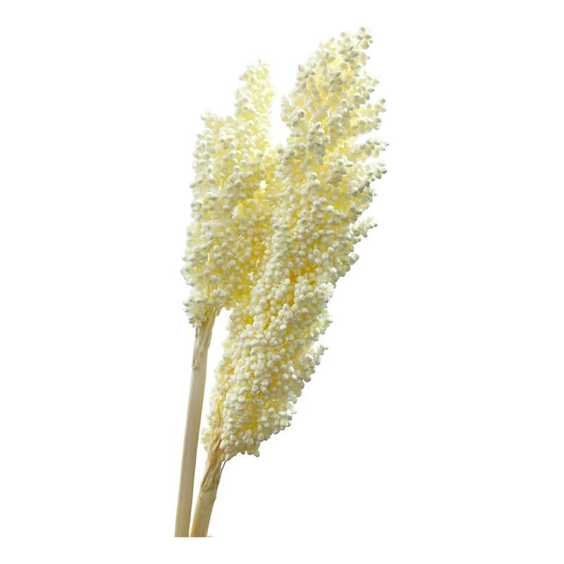 Flor De Sorgo Seca Preservada Decoración Hogar