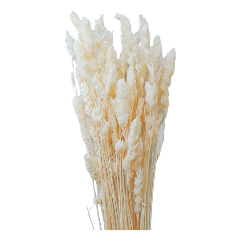Ramo Seco De Espigas  Avena / Plumeta Cristina Decoración