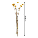 Flores Secas De Craspedia, Bolas De Oro Bolas Doradas Boho Amarillo