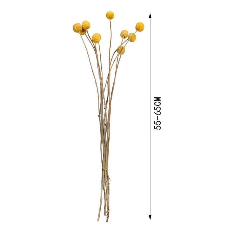 Flores Secas De Craspedia, Bolas De Oro Bolas Doradas Boho
