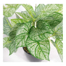 Flores Caladium Artificiales Decoración Planta Artificial Verde