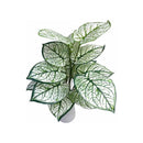 Flores Caladium Artificiales Decoración Planta Artificial Verde