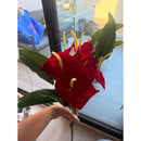 Ramo De Anturio Lirio Artificial Flores Color Rojo Gigante Rojo