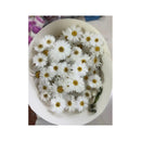 Ramo De Flores Margaritas,manzanilla Blanca Silvestre Bouque Blanco