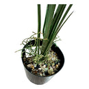 Plantas Artificiales Monstera Decoración Hogar Verde