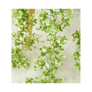 Enredaderas Ilusiones Gypsophila Paniculata 180mt Aliento Bb